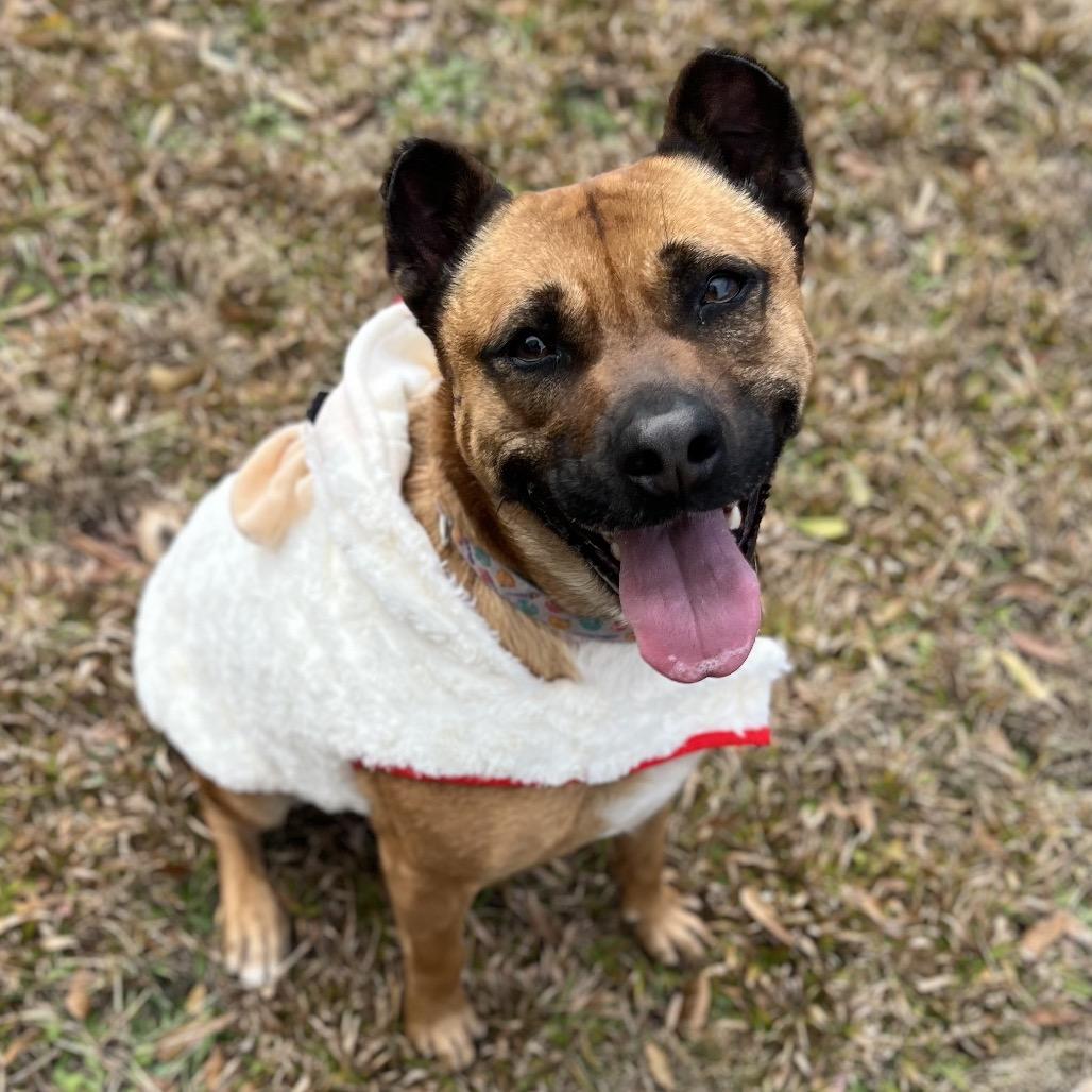 Enlarge Oshi, a Adoptable mixed breed in Simpsonville, SC image 1/6