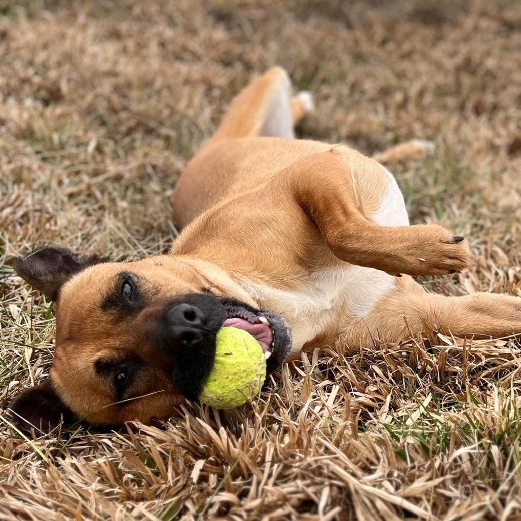 Oshi, Adoptable, Adult Female Black Mouth Cur & Mixed Breed.
