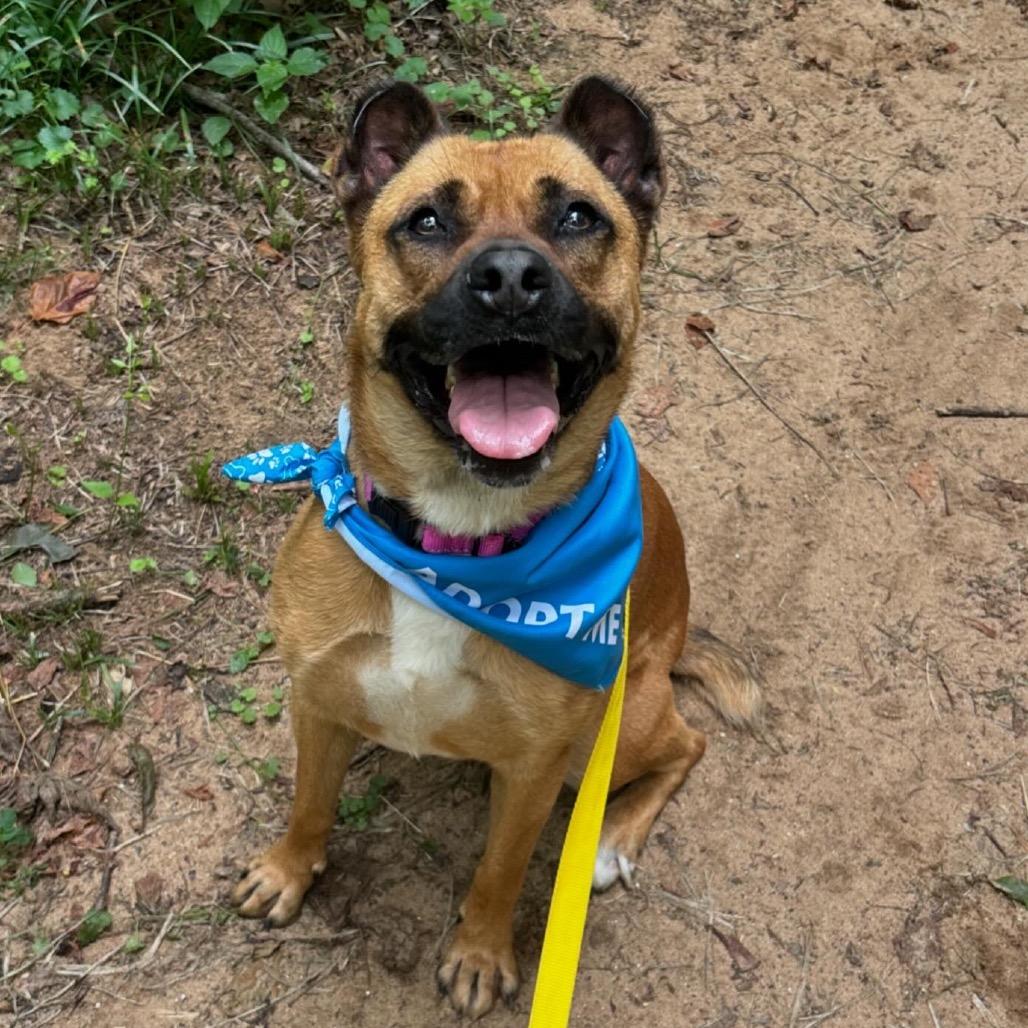Enlarge Oshi, a Adoptable mixed breed in Simpsonville, SC image 2/6