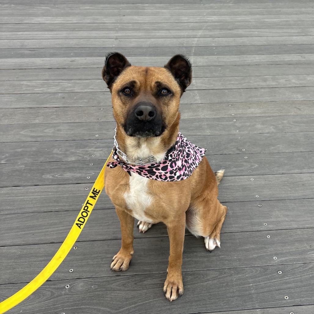 Enlarge Oshi, a Adoptable mixed breed in Simpsonville, SC image 2/6