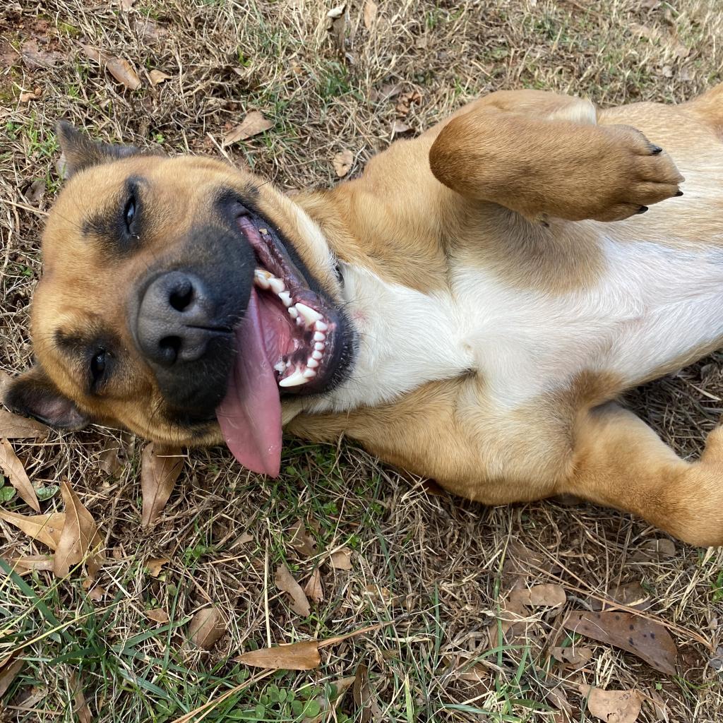 Oshi, a Adoptable mixed breed in Simpsonville, SC image 1/6