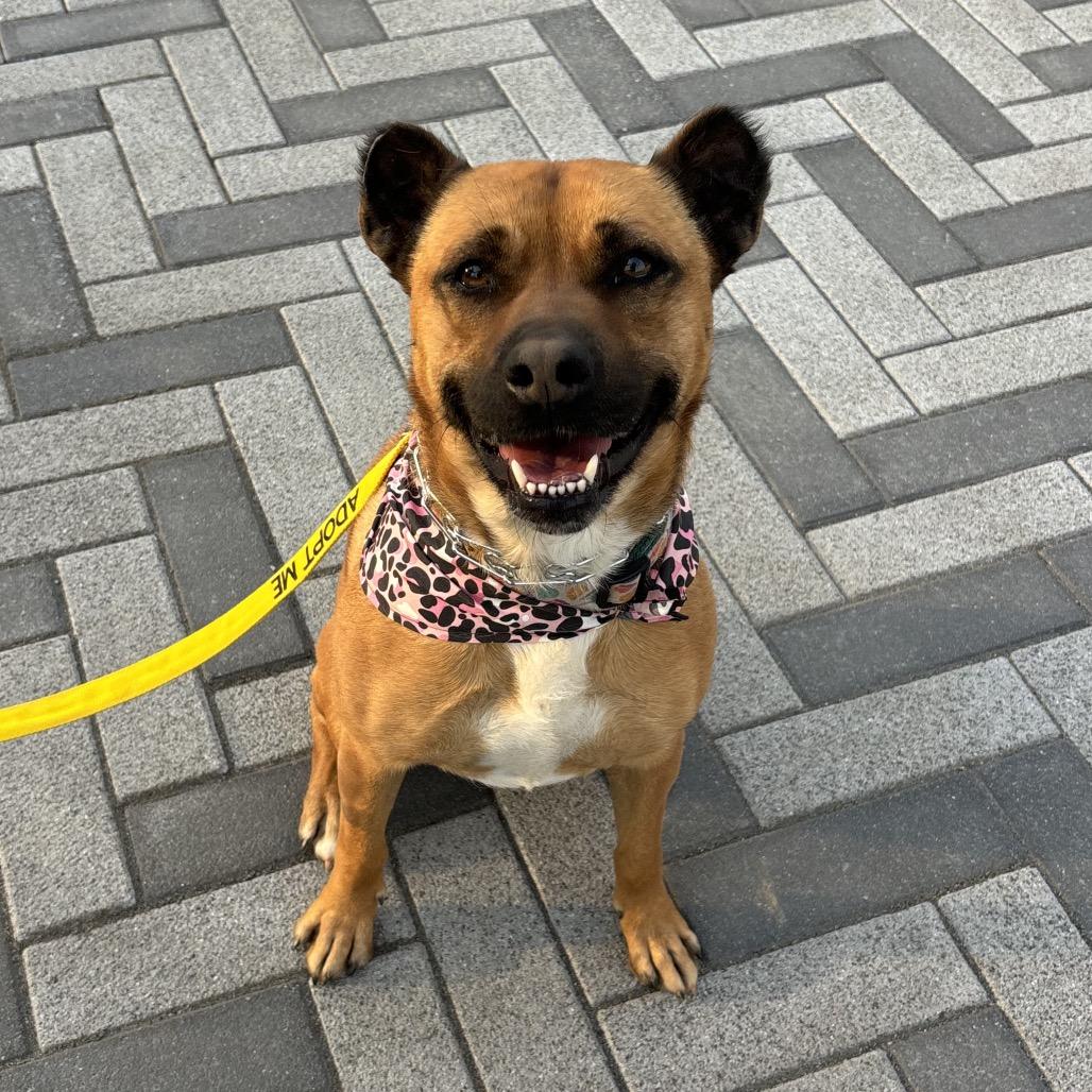 Enlarge Oshi, a Adoptable mixed breed in Simpsonville, SC image 2/6