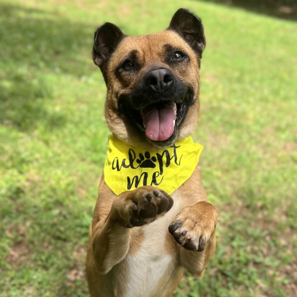 Oshi, a Adoptable mixed breed in Simpsonville, SC image 2/3