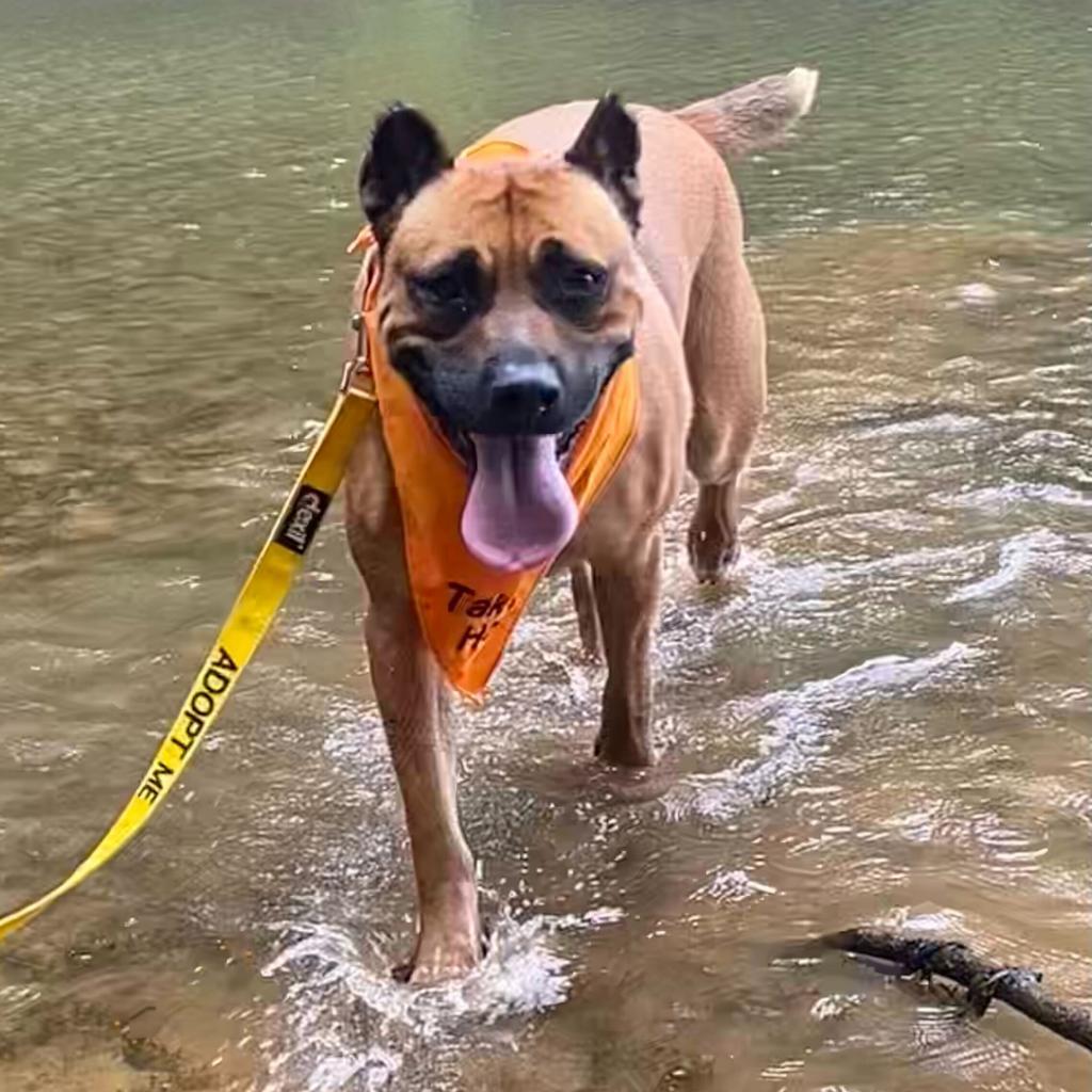 Oshi, a Adoptable mixed breed in Simpsonville, SC image 2/6