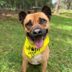 Enlarge Oshi, a Adoptable mixed breed in Simpsonville, SC image 4/6