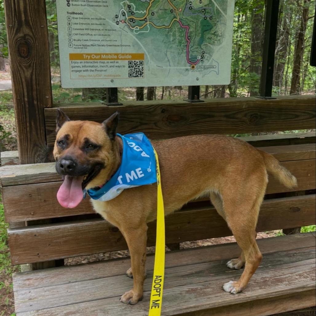Enlarge Oshi, a Adoptable mixed breed in Simpsonville, SC image 4/6