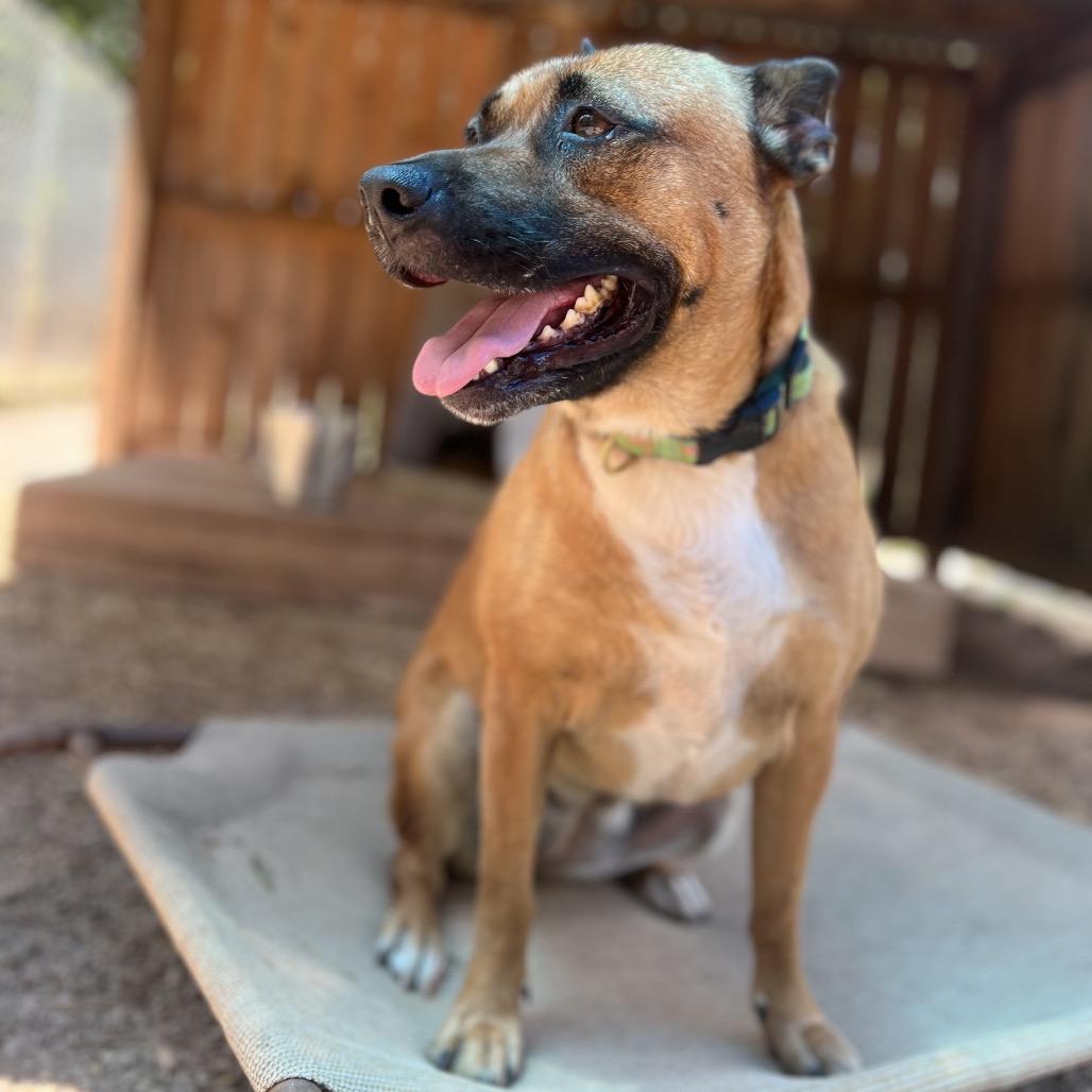 Enlarge Oshi, a Adoptable mixed breed in Simpsonville, SC image 5/6
