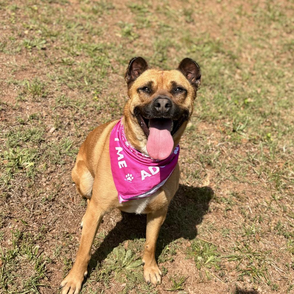Enlarge Oshi, a Adoptable mixed breed in Simpsonville, SC image 5/6