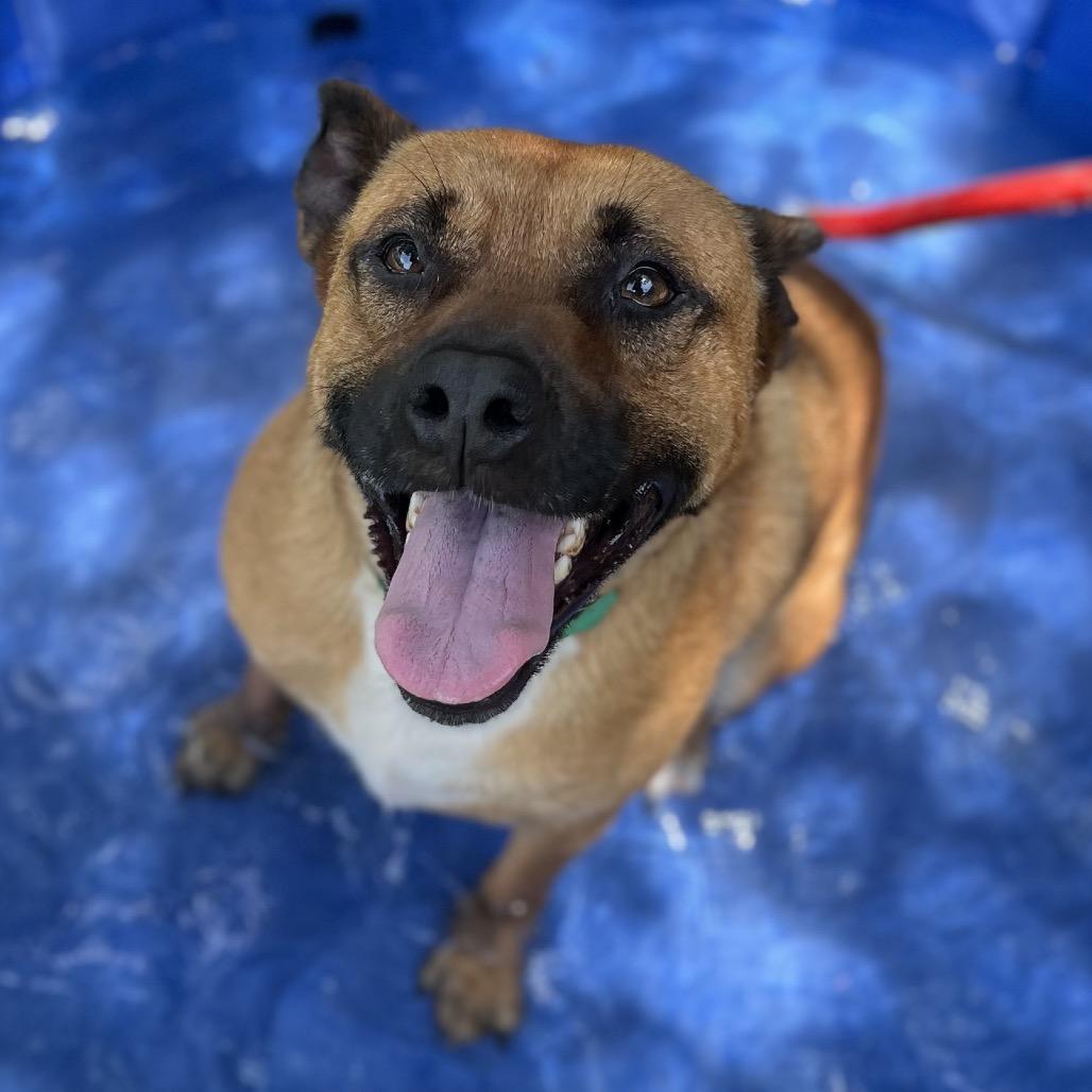 Enlarge Oshi, a Adoptable mixed breed in Simpsonville, SC image 3/6