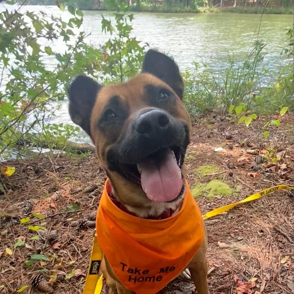 Oshi, a Adoptable mixed breed in Simpsonville, SC image 4/6