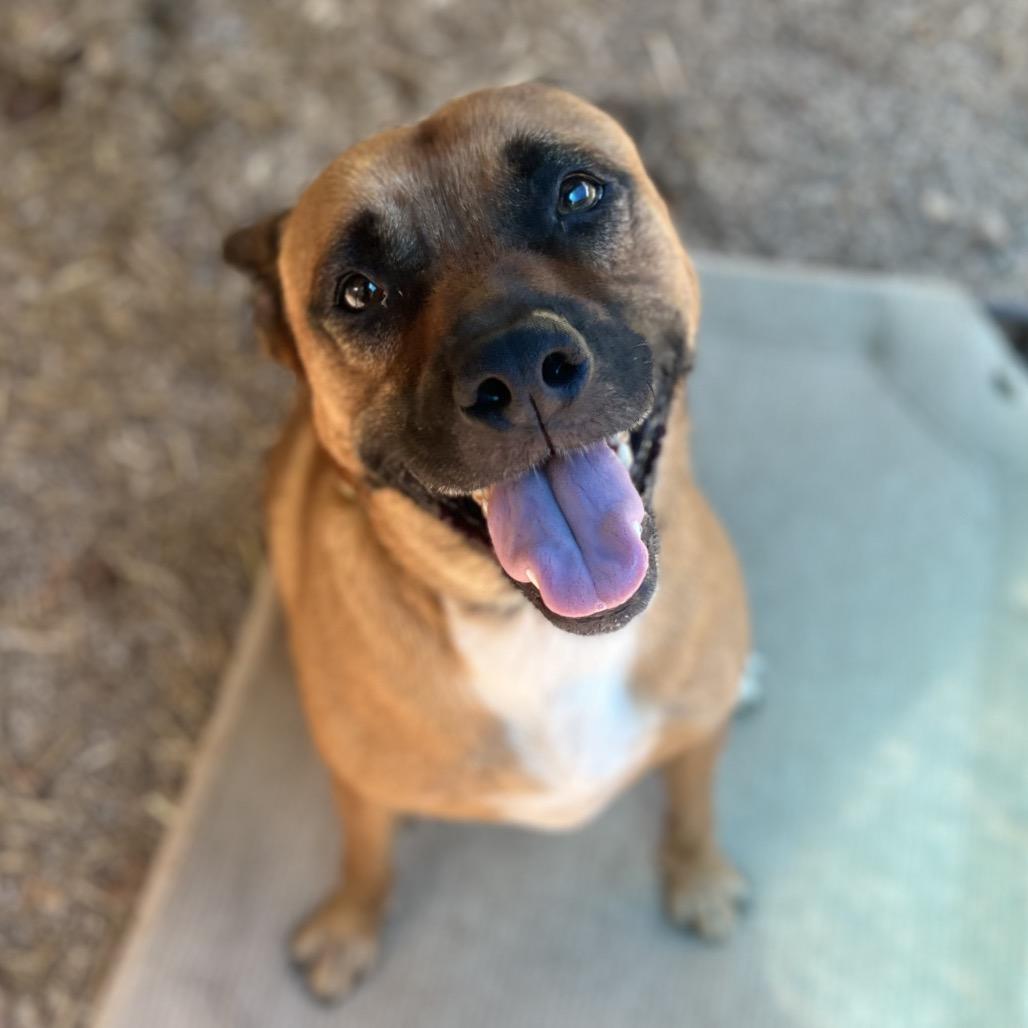 Enlarge Oshi, a Adoptable mixed breed in Simpsonville, SC image 6/6