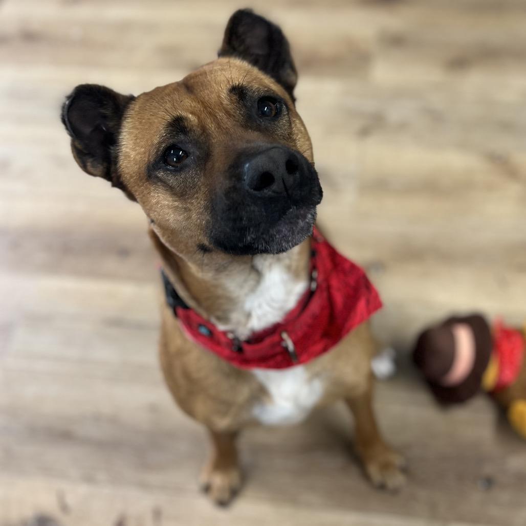 Enlarge Oshi, a Adoptable mixed breed in Simpsonville, SC image 5/6