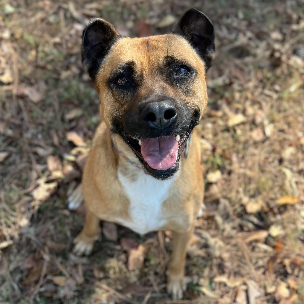 Oshi, a Adoptable mixed breed in Simpsonville, SC image 5/6