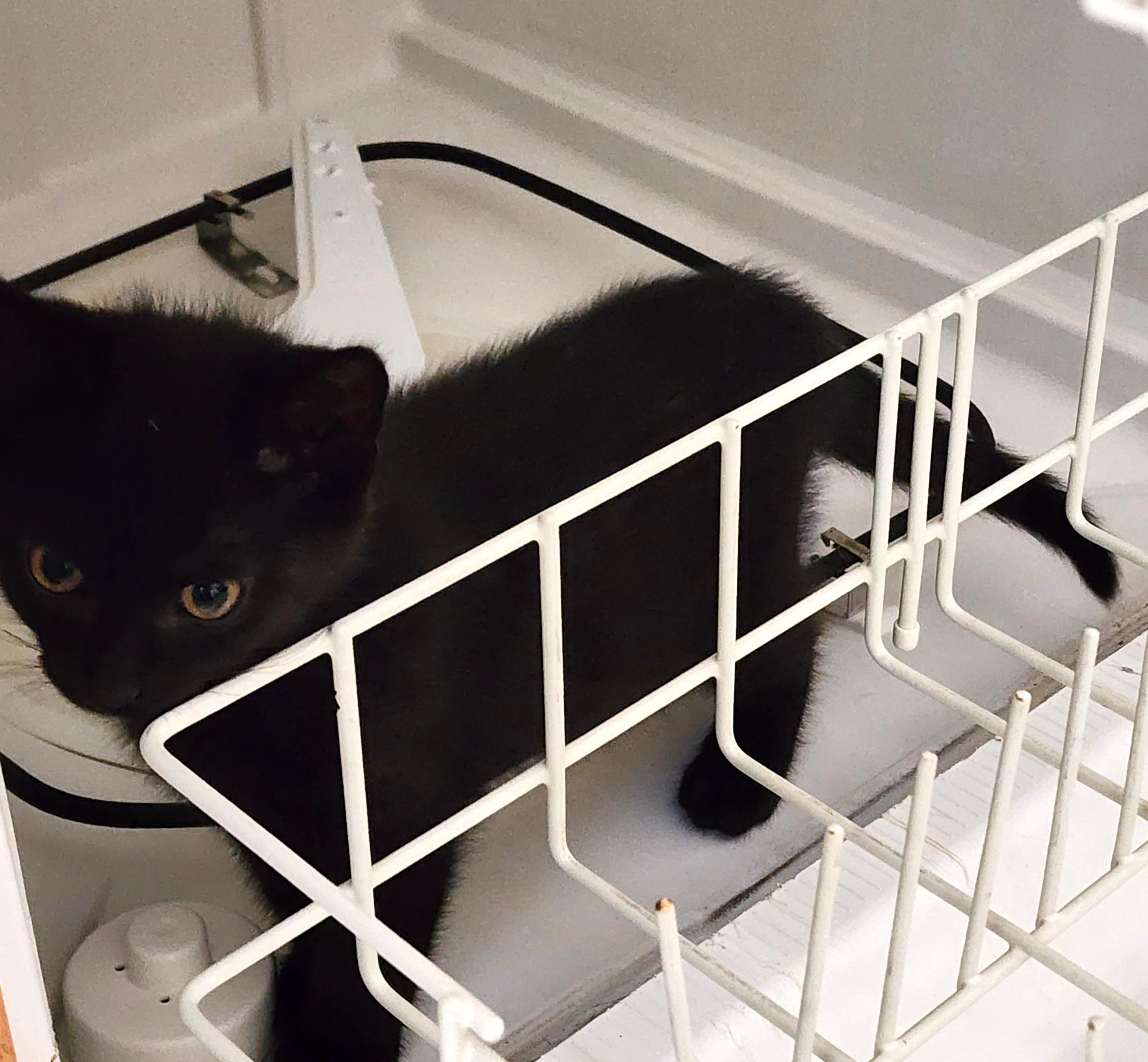 Enlarge Nikola "Nikki", an adopted Domestic Short Hair in Charlotte, NC image 4/5