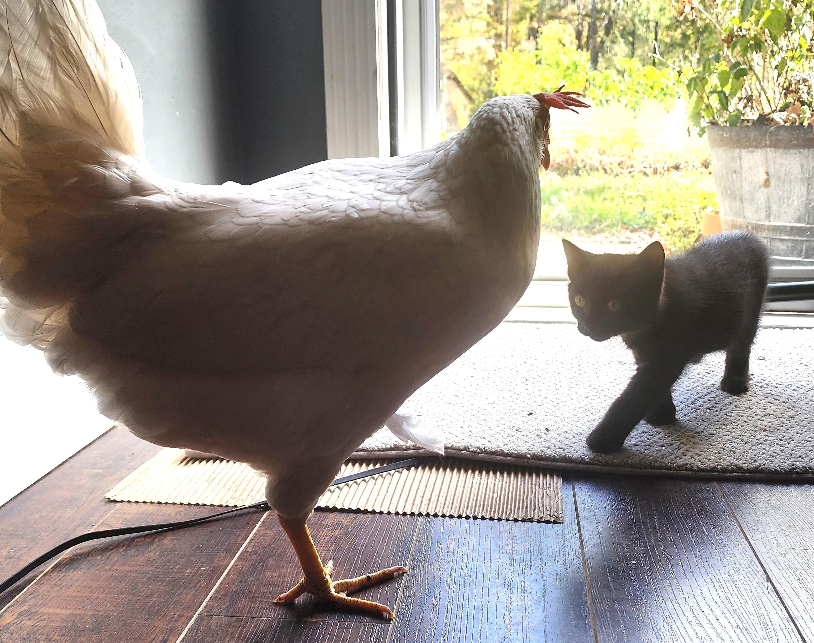 Enlarge Nikola "Nikki", an adopted Domestic Short Hair in Charlotte, NC image 1/5