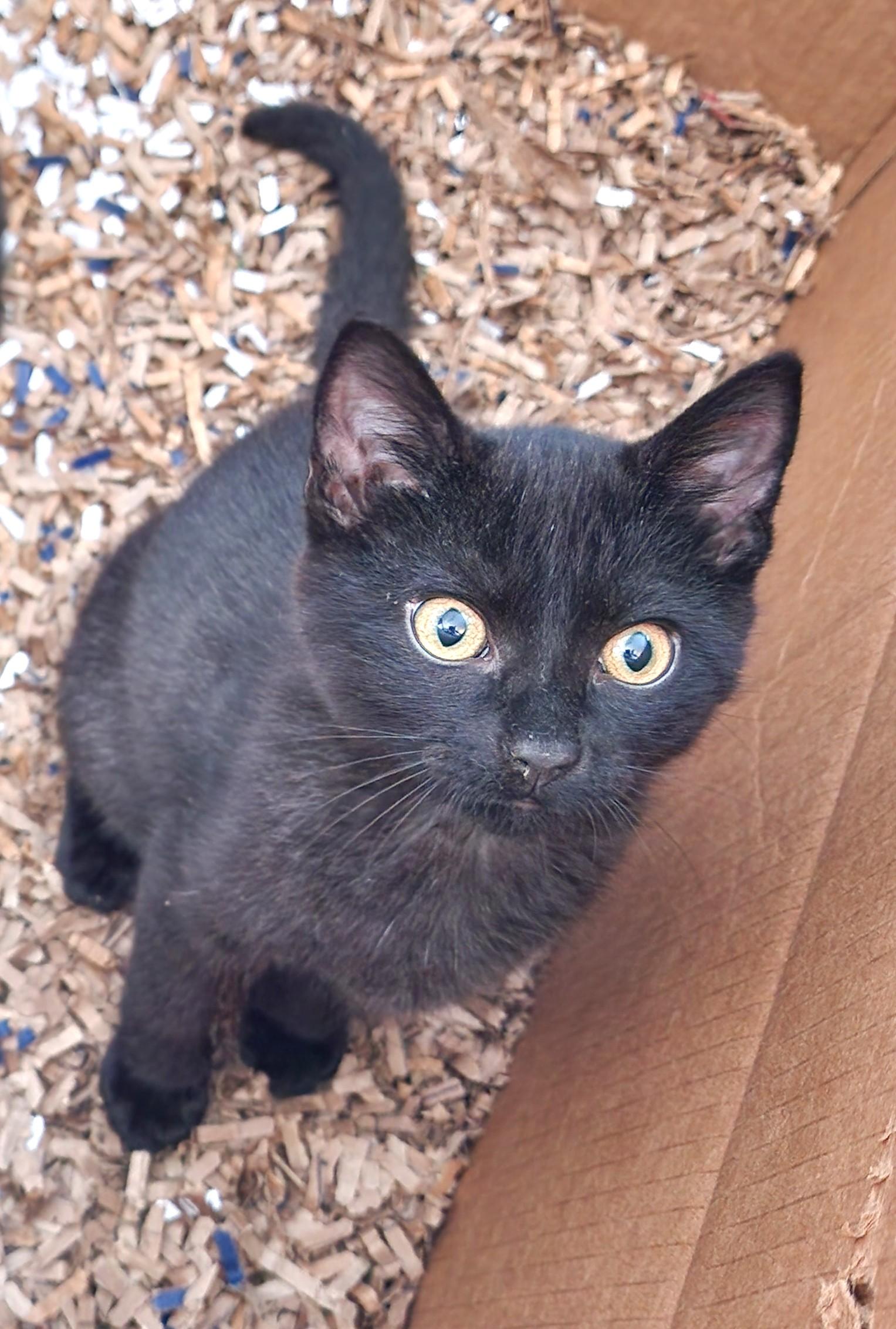 Enlarge Nikola "Nikki", an adopted Domestic Short Hair in Charlotte, NC image 2/5