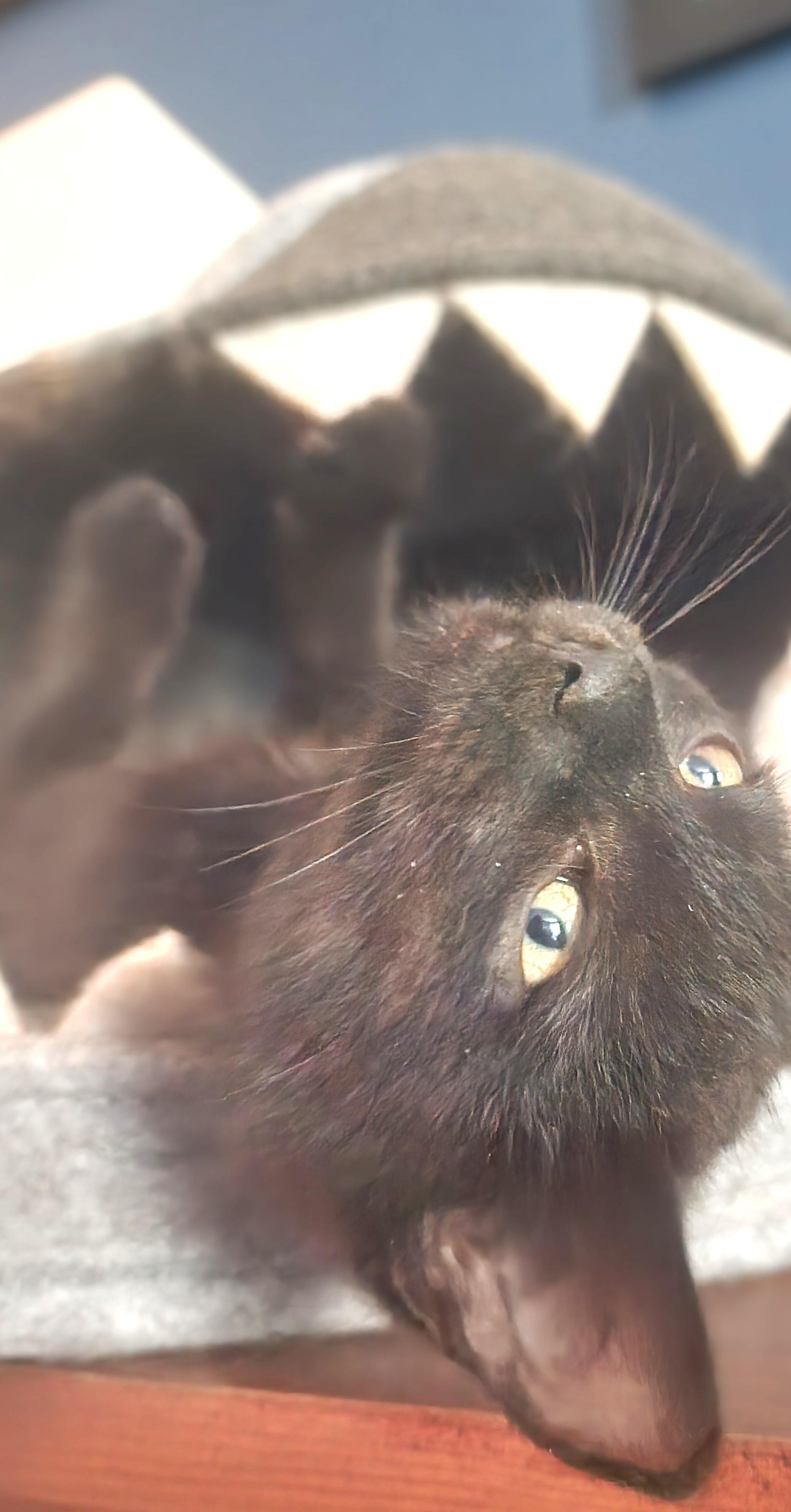 Enlarge Nikola "Nikki", an adopted Domestic Short Hair in Charlotte, NC image 3/5