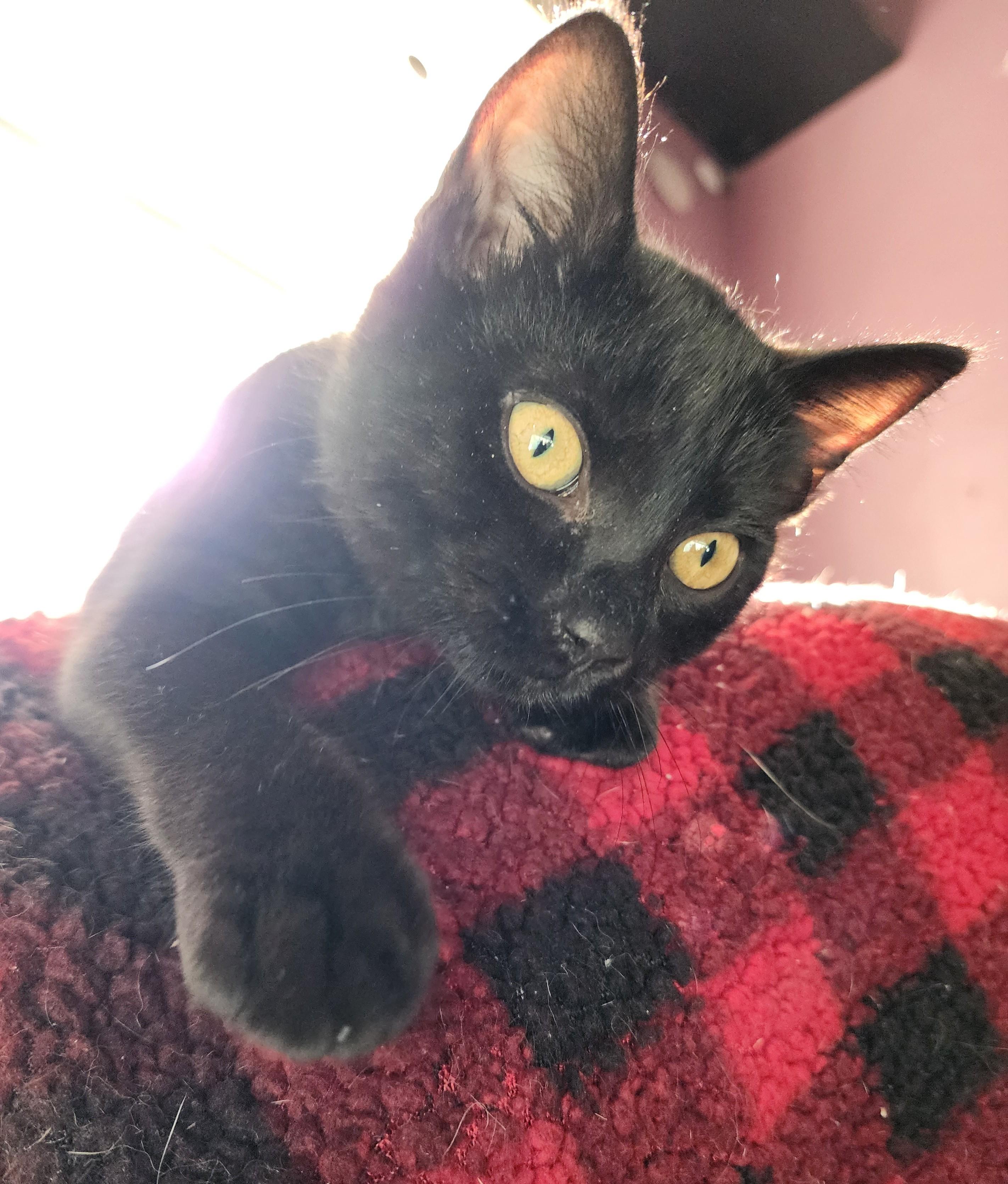 Enlarge Nikola "Nikki", an adopted Domestic Short Hair in Charlotte, NC image 5/5