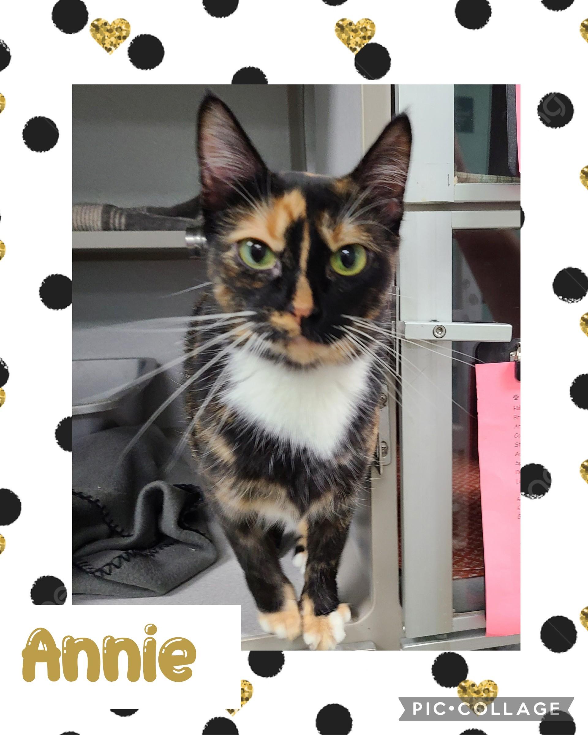 Annie, an adoptable Domestic Short Hair in Iron River, MI, 49935 | Photo Image 1