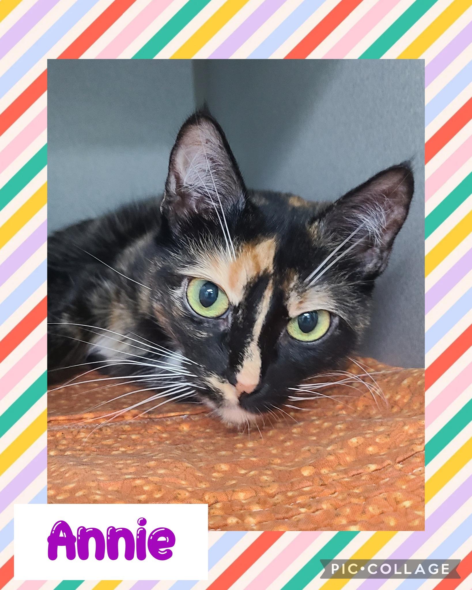 Annie, an adoptable Domestic Short Hair in Iron River, MI, 49935 | Photo Image 1