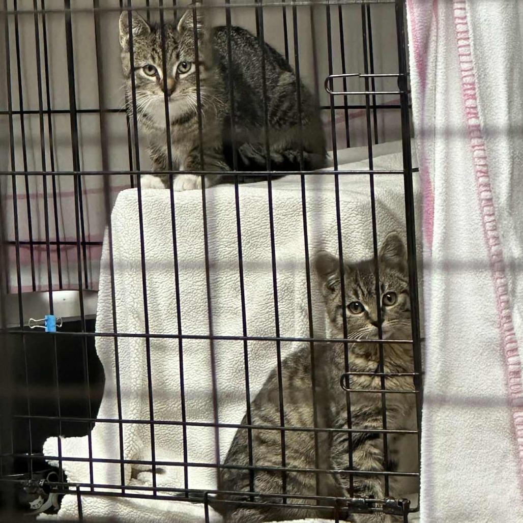 Ocelot, Adoptable, Young Male Domestic Short Hair.