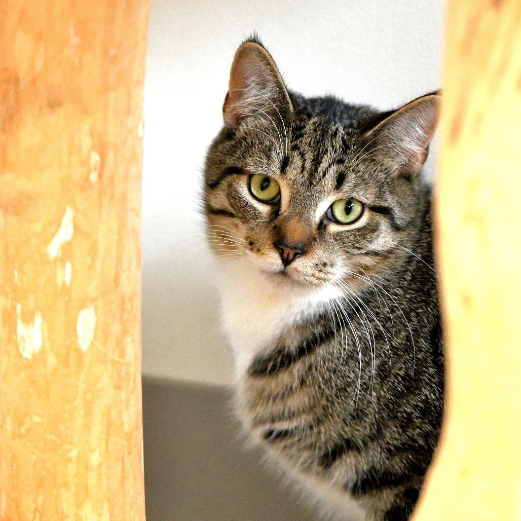 Enlarge Ocelot, a Adoptable Domestic Short Hair in Chilliwack, BC image 2/4