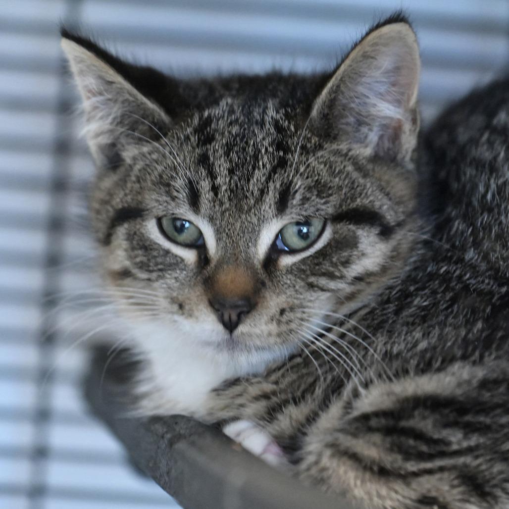 Enlarge Ocelot, a Adoptable Domestic Short Hair in Chilliwack, BC image 3/4