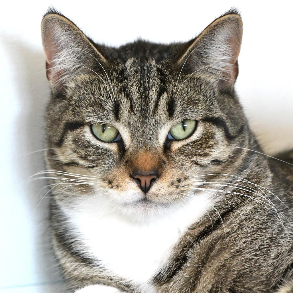 Enlarge Ocelot, a Adoptable Domestic Short Hair in Chilliwack, BC image 4/4