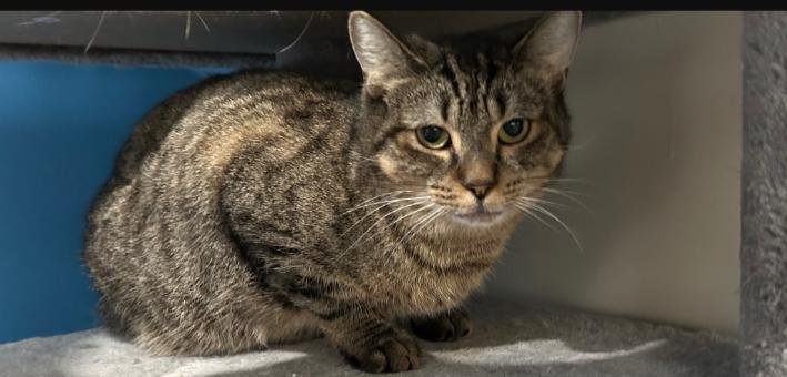 Johnnie, Adoptable, Young Female Domestic Short Hair.