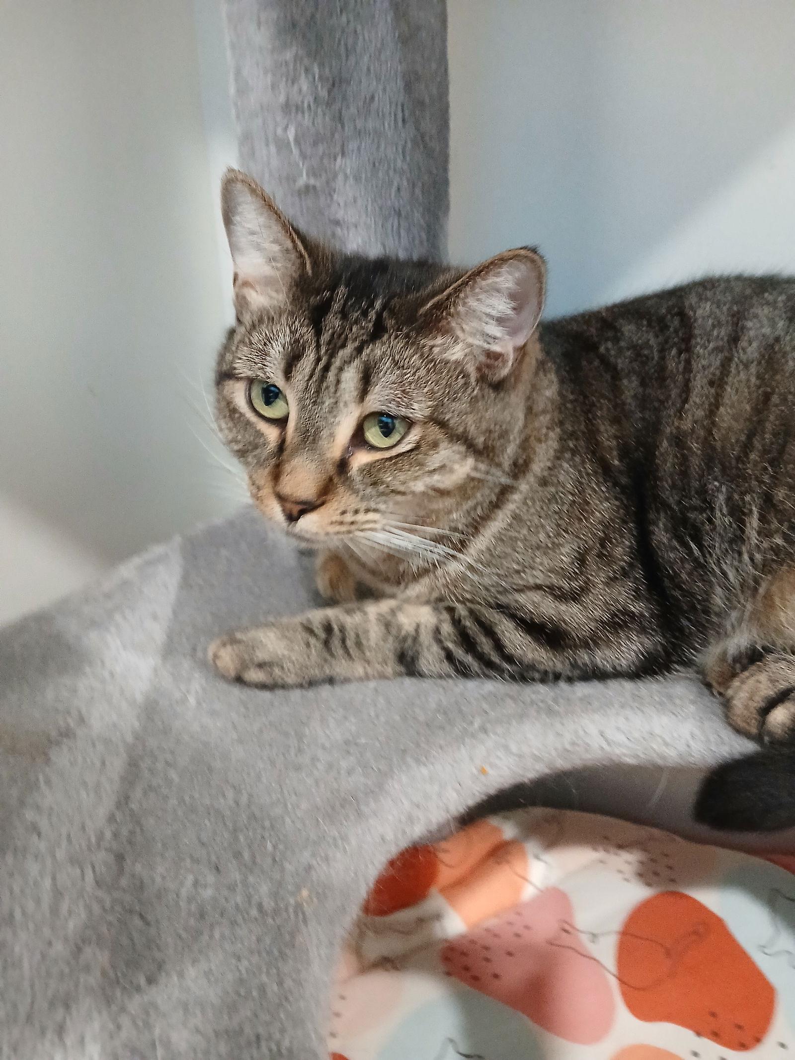 Enlarge Johnnie, a Adoptable Domestic Short Hair in Rochester, NY image 2/2