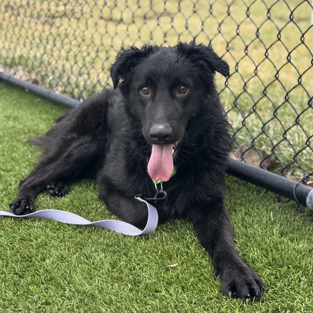 Enlarge Diesel, a Adoptable Mixed Breed in Washington Township, OH image 1/6