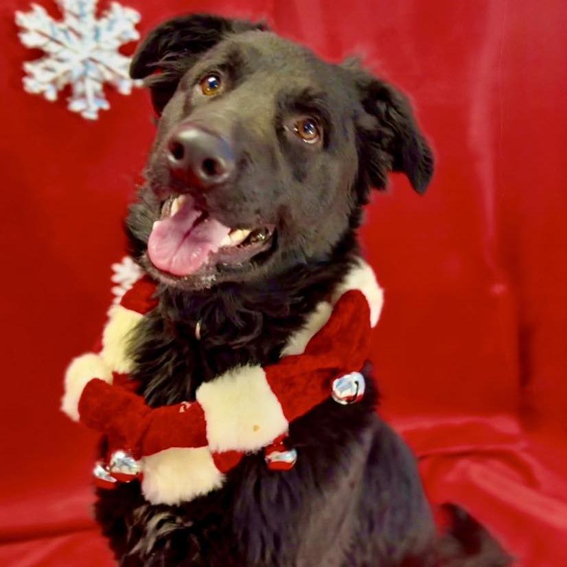 Enlarge Diesel, a Adoptable Mixed Breed in Washington Township, OH image 2/6