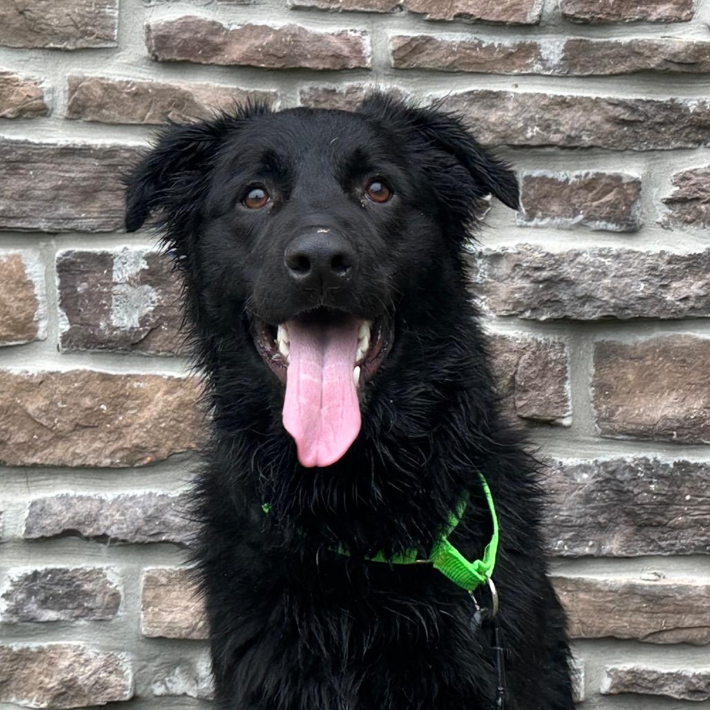 Enlarge Diesel, a Adoptable Mixed Breed in Washington Township, OH image 4/6