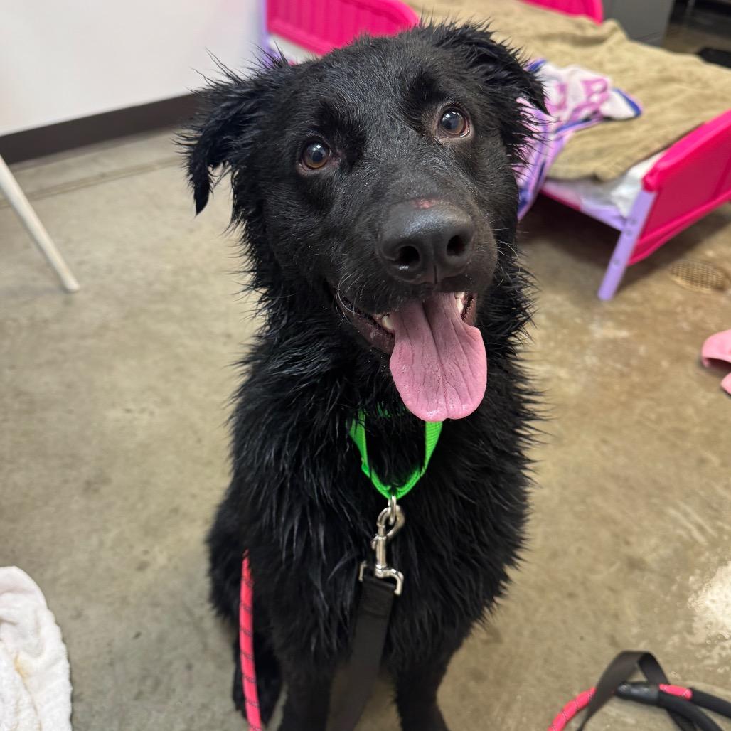 Enlarge Diesel, a Adoptable Mixed Breed in Washington Township, OH image 5/6