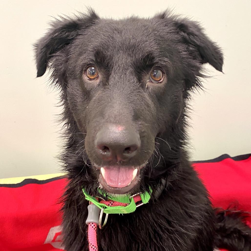 Enlarge Diesel, a Adoptable Mixed Breed in Washington Township, OH image 6/6