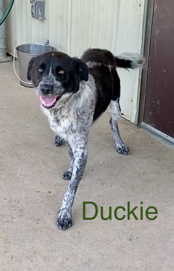 Dog for adoption Duckie, a Bluetick Coonhound in Pomeroy, OH Petfinder