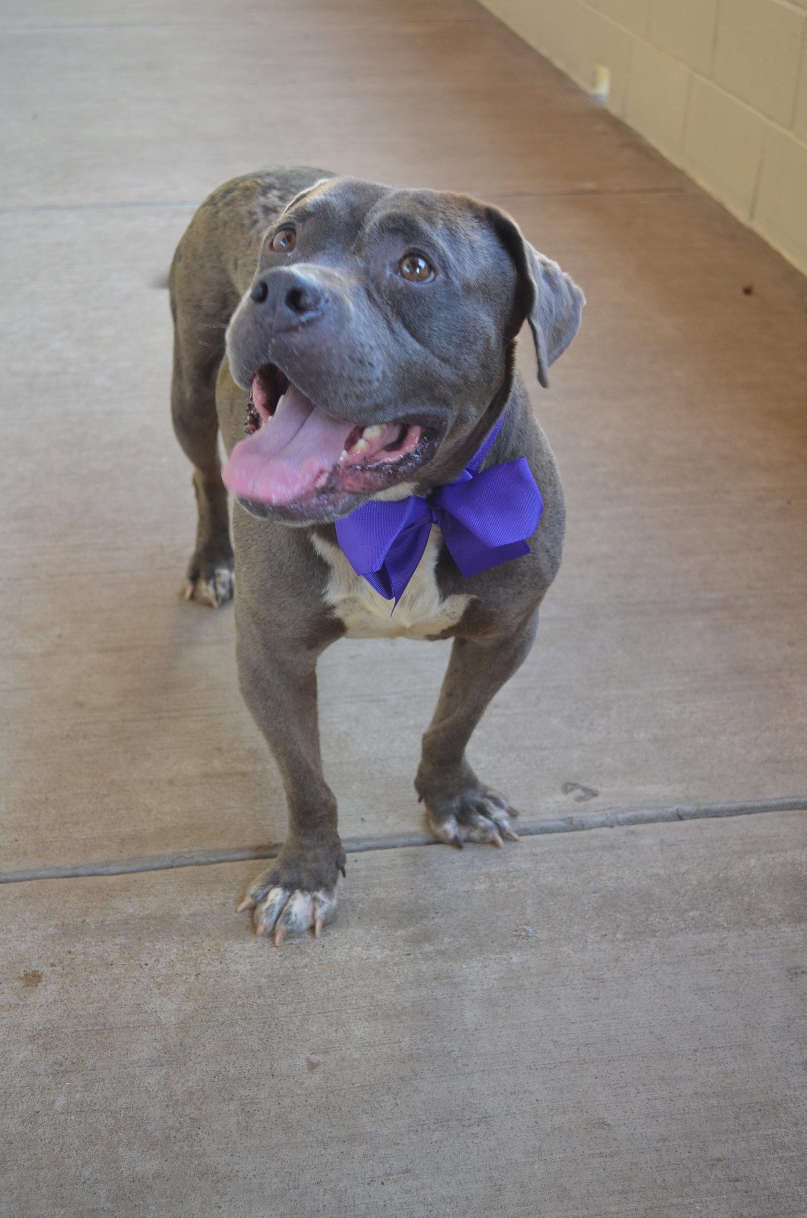 Enlarge Dribbles, a Adoptable Pit Bull Terrier in McKinney, TX image 1/3