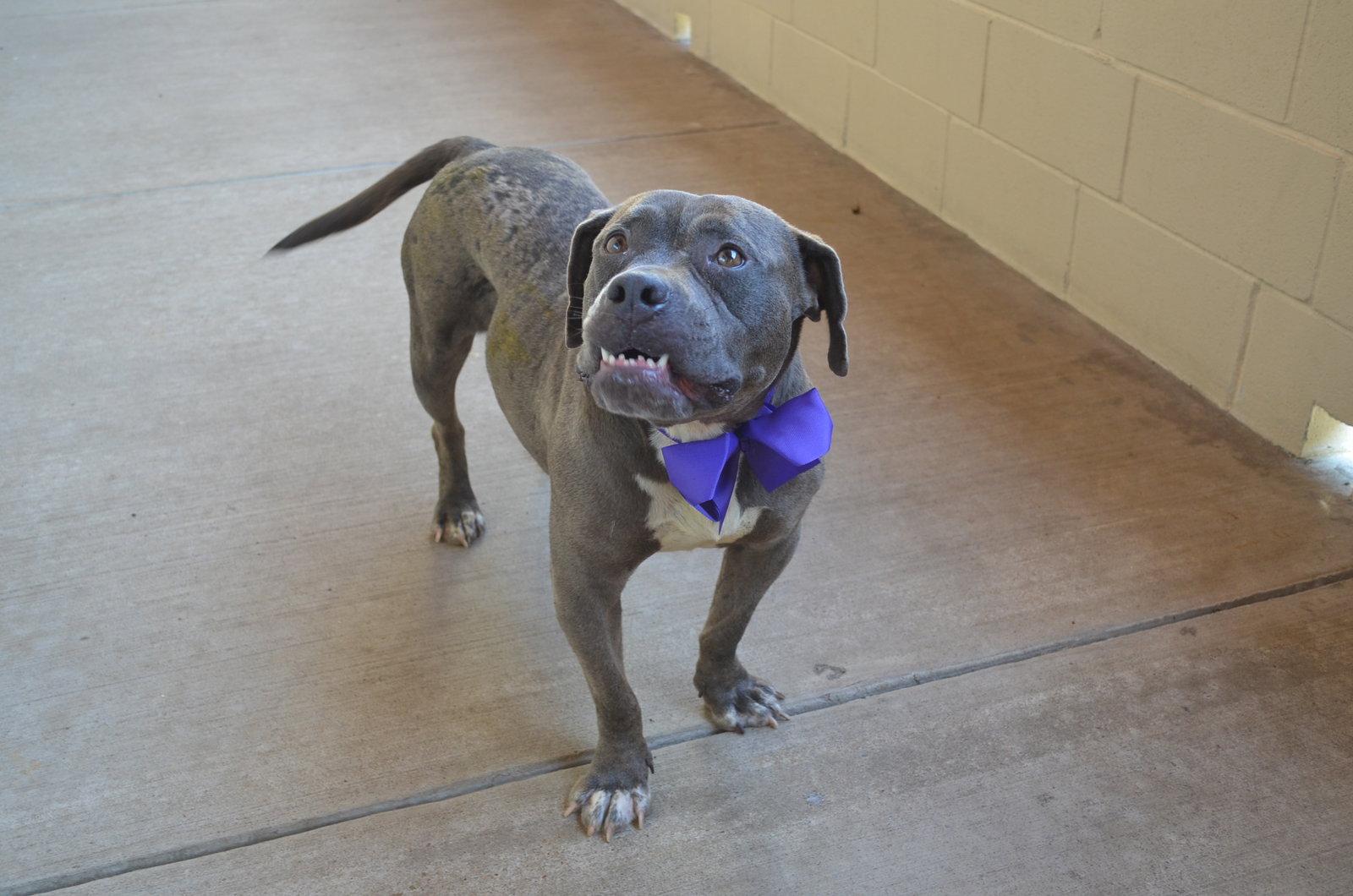 Enlarge Dribbles, a Adoptable Pit Bull Terrier in McKinney, TX image 2/3