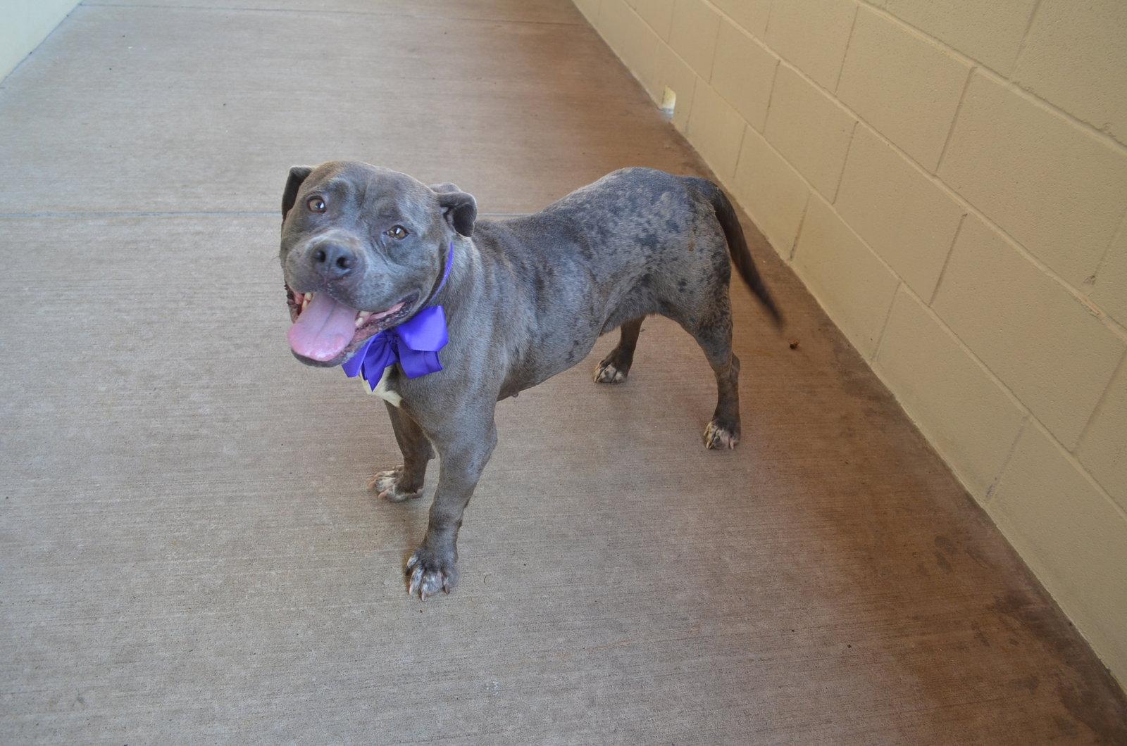 Enlarge Dribbles, a Adoptable Pit Bull Terrier in McKinney, TX image 3/3