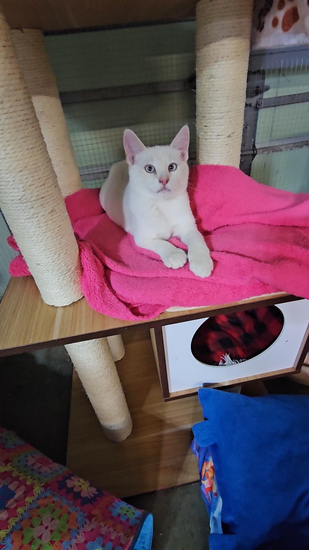 RINGO, adopted, Kitten Male Siamese & American Shorthair.