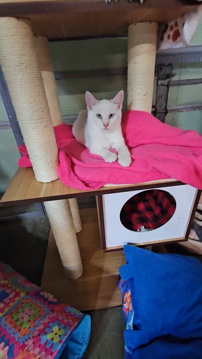 Enlarge RINGO, an adopted mixed breed in Pinedale, WY video 2/2