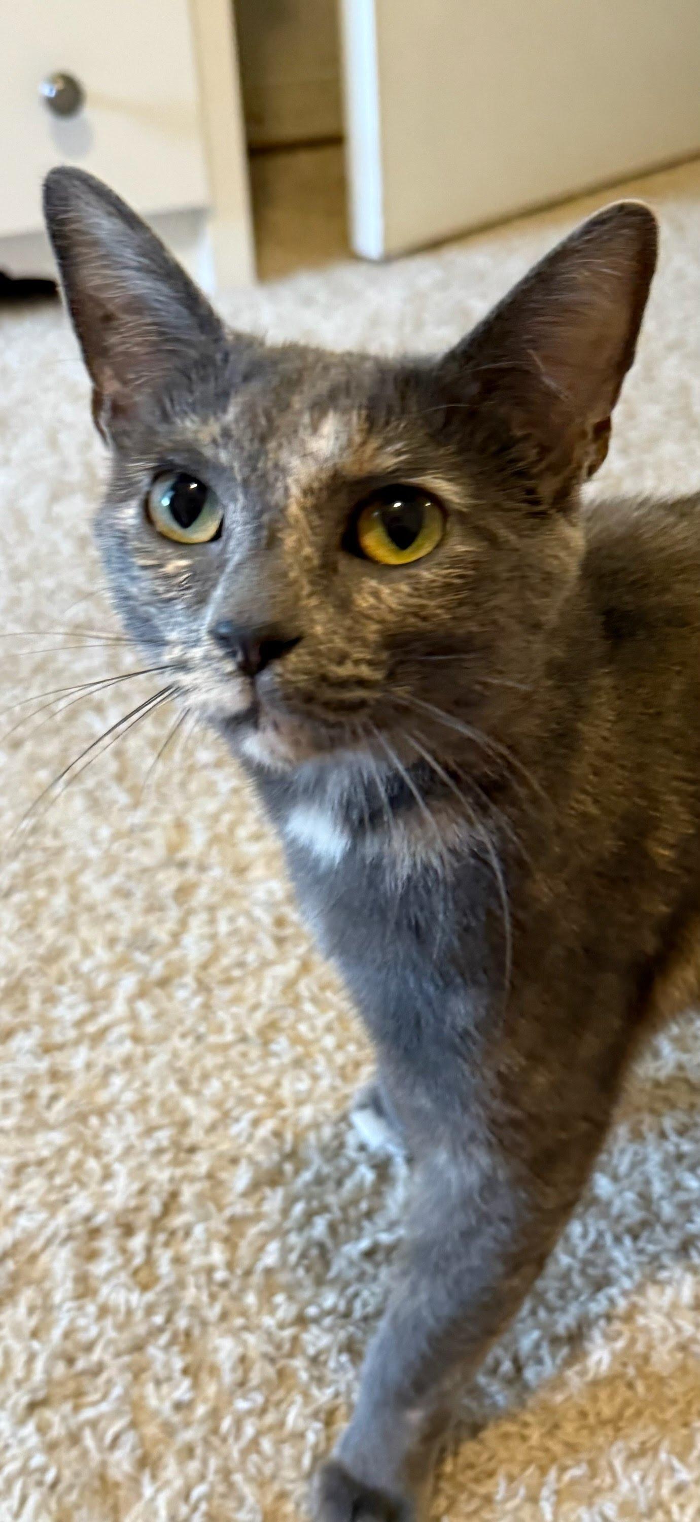 Ariel, Adoptable, Young Female Domestic Short Hair.