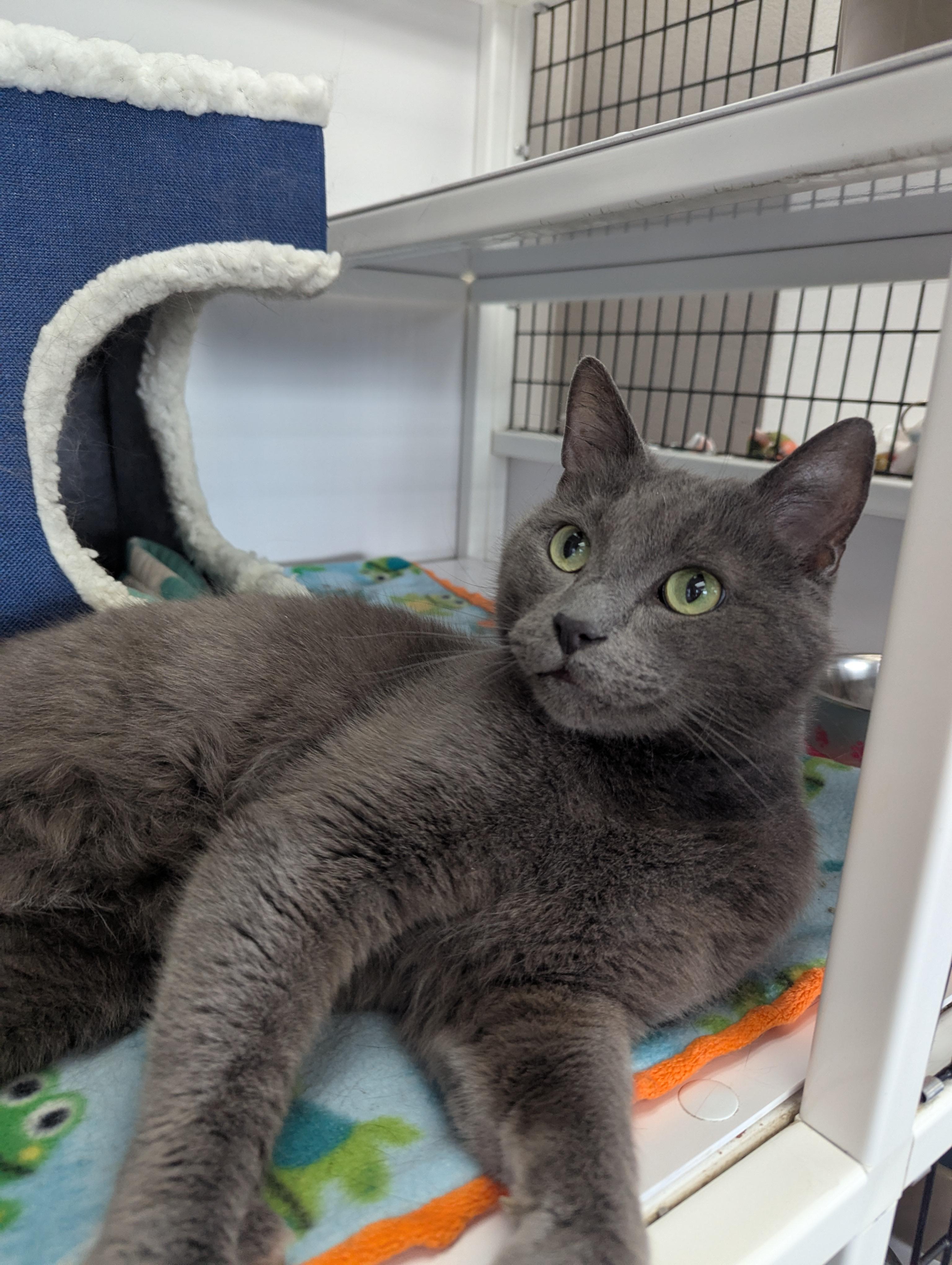 Enlarge Blue, a Adoptable Domestic Short Hair in Oconto, WI image 2/2