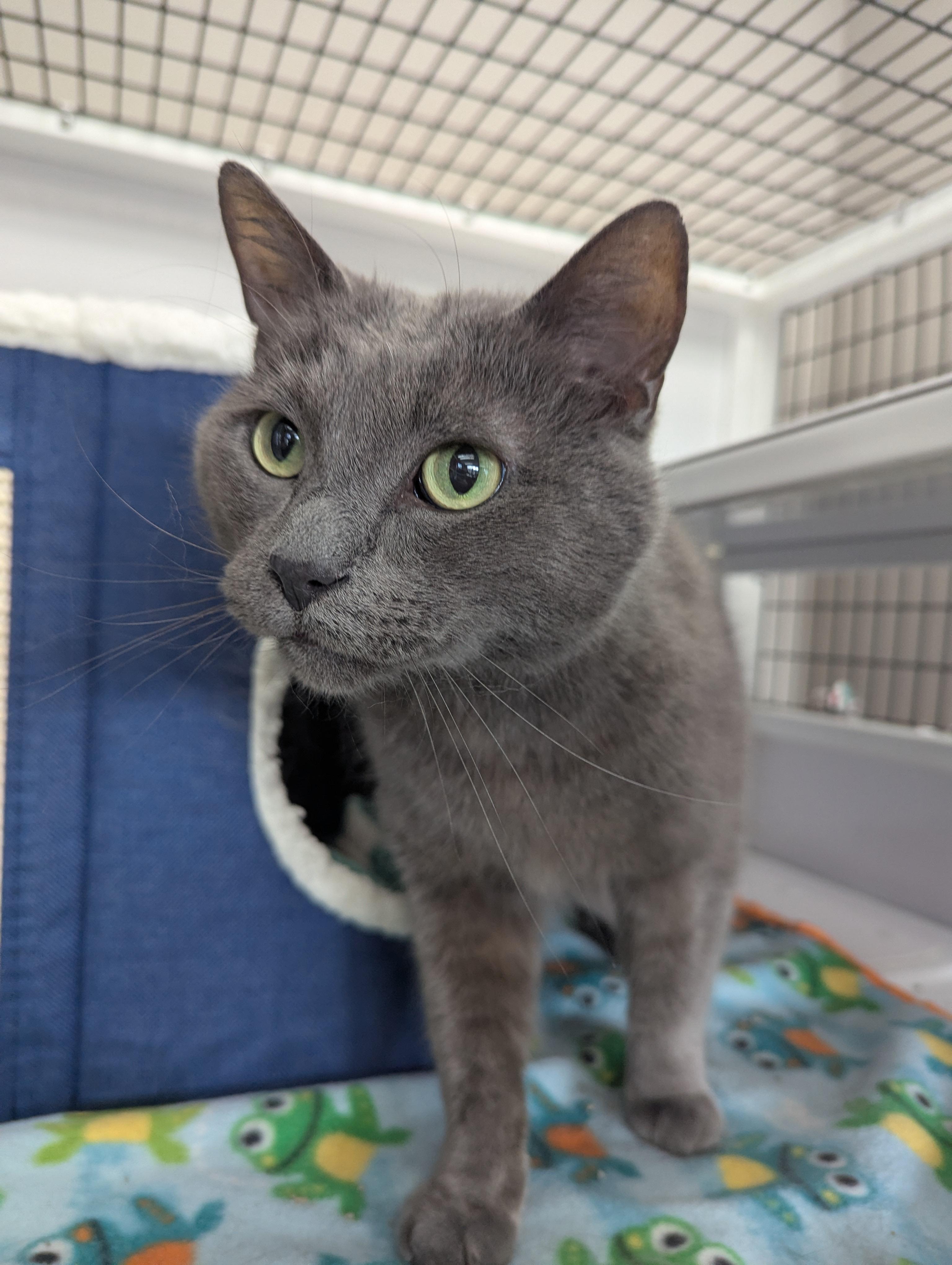 Enlarge Blue, a Adoptable Domestic Short Hair in Oconto, WI image 1/2