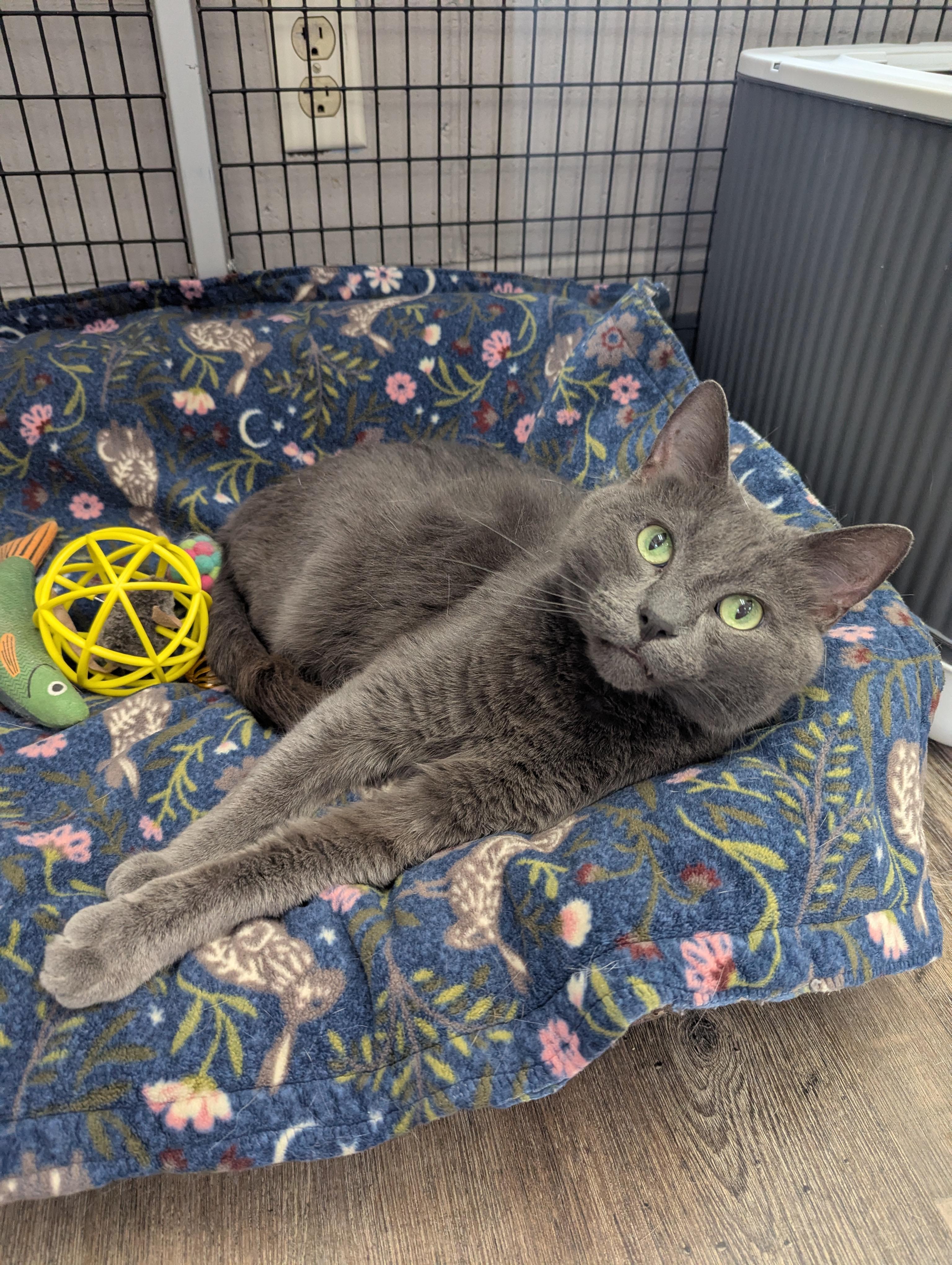 Blue, Adoptable, Adult Male Domestic Short Hair.