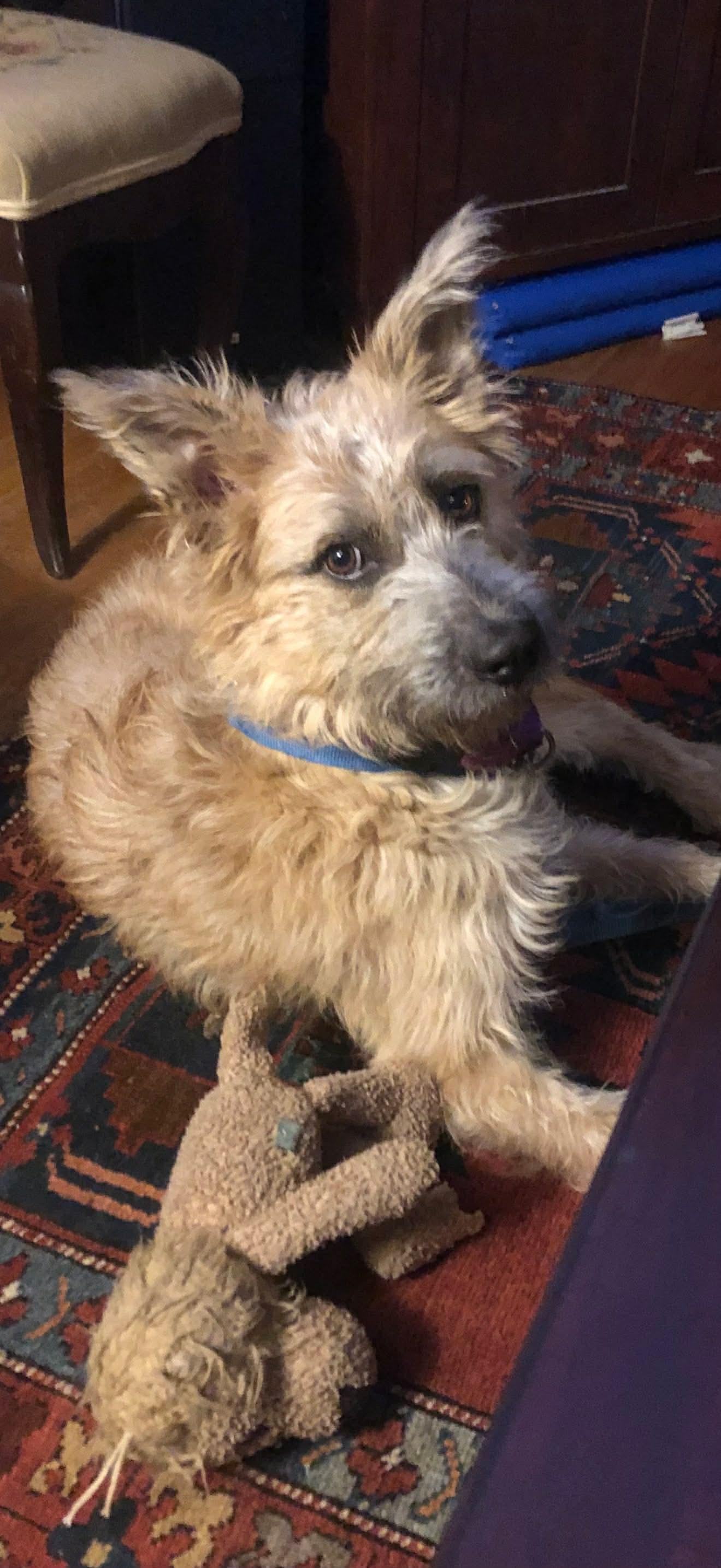 Skippy, Adoptable, Adult Male Terrier.