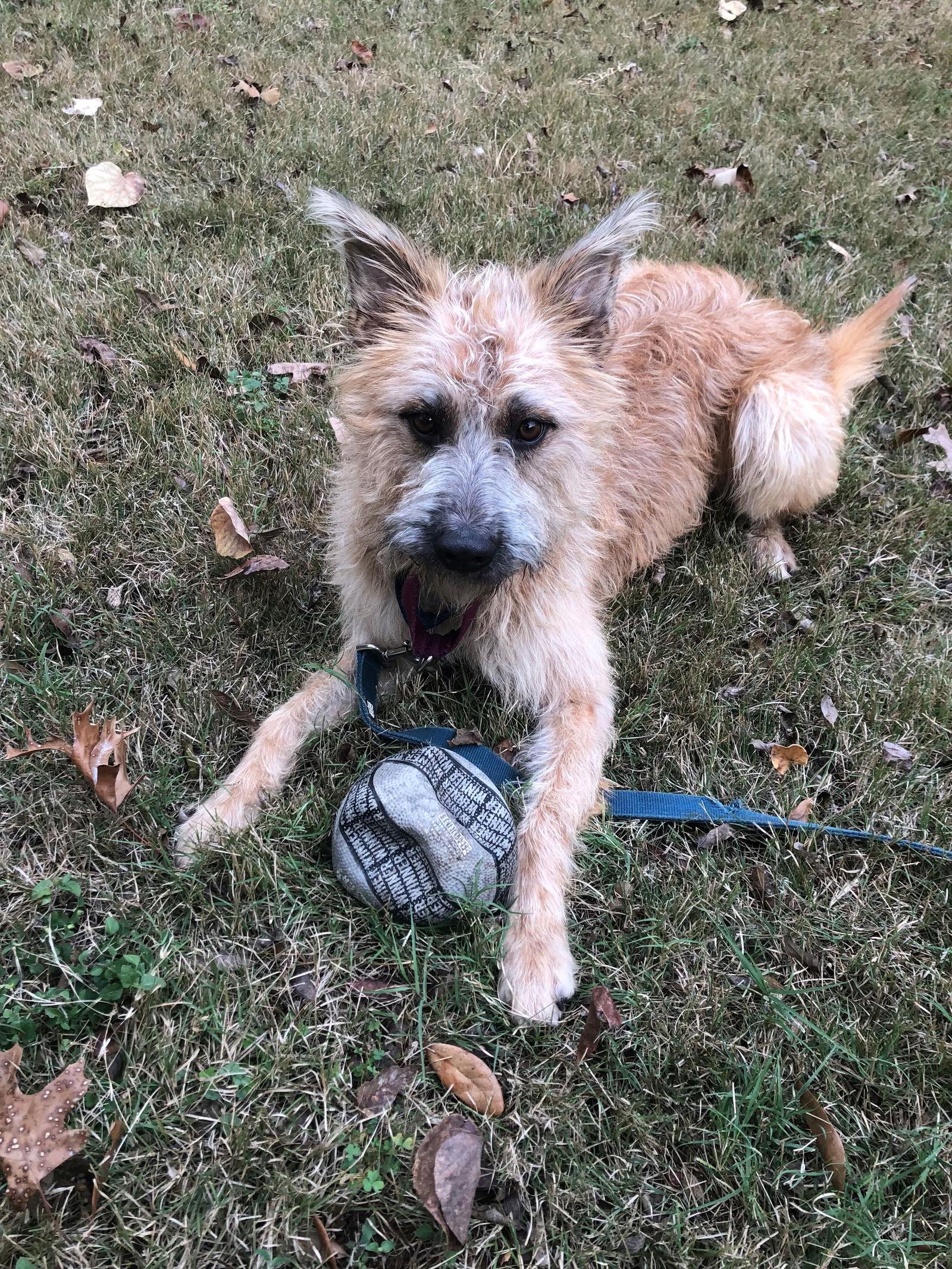Enlarge Skippy, a Adoptable Terrier in Dallas, TX image 2/3