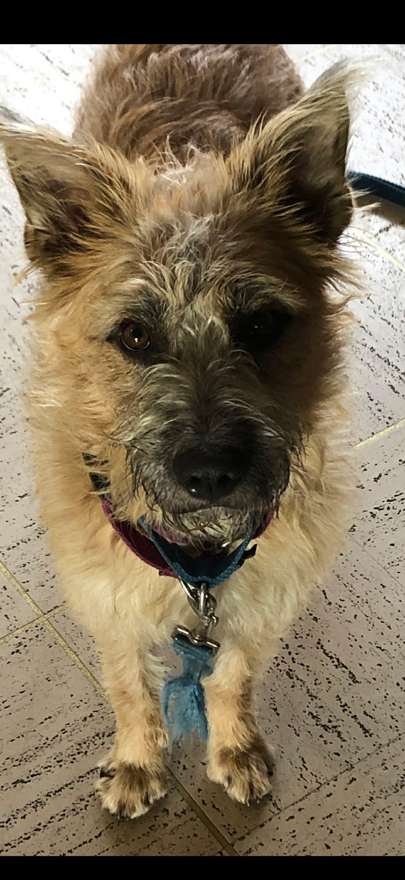 Enlarge Skippy, a Adoptable Terrier in Dallas, TX image 3/3