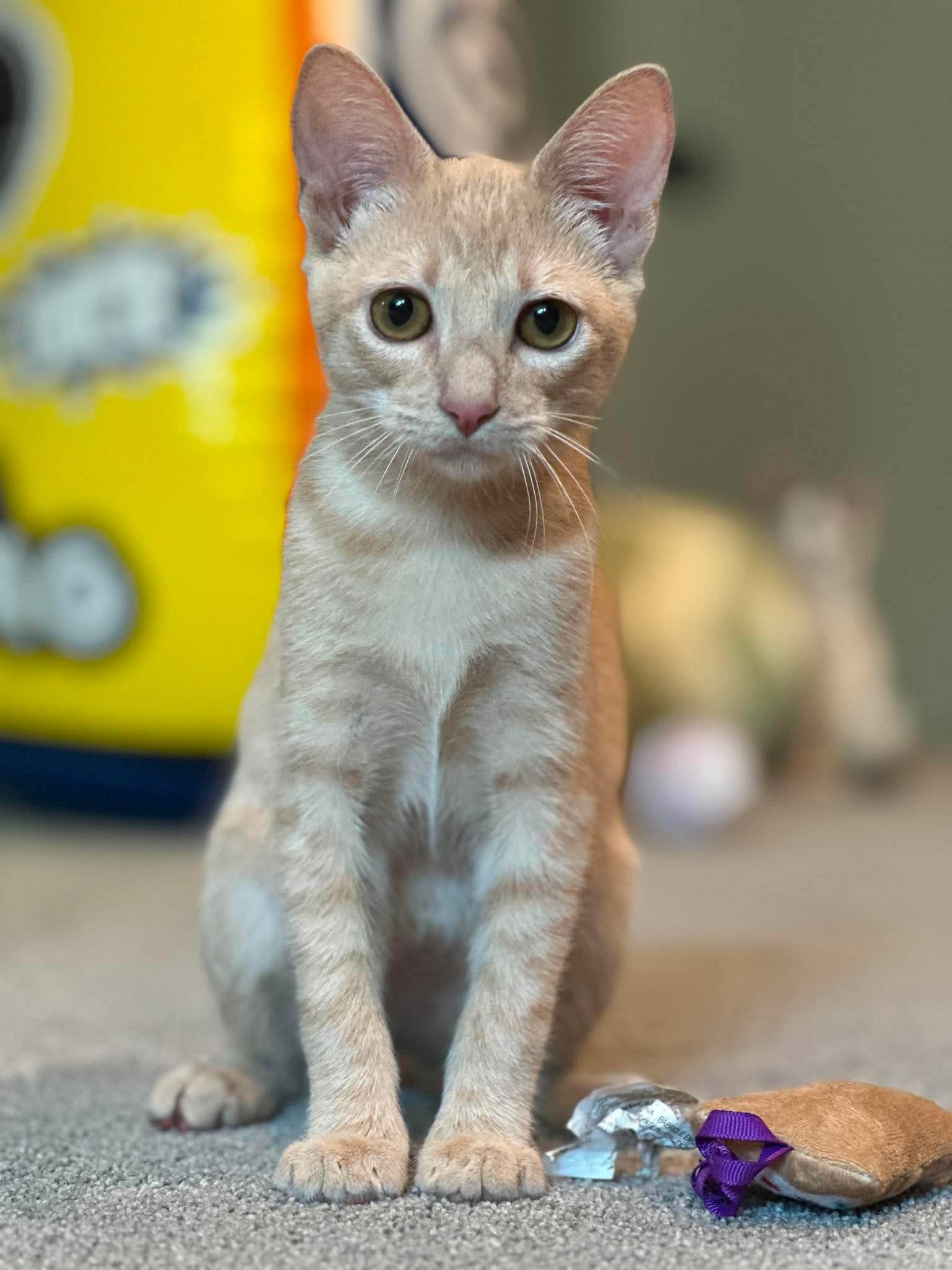 Firecracker - Sweet and affectionate, an adopted Domestic Short Hair in Waukesha, WI image 2/6