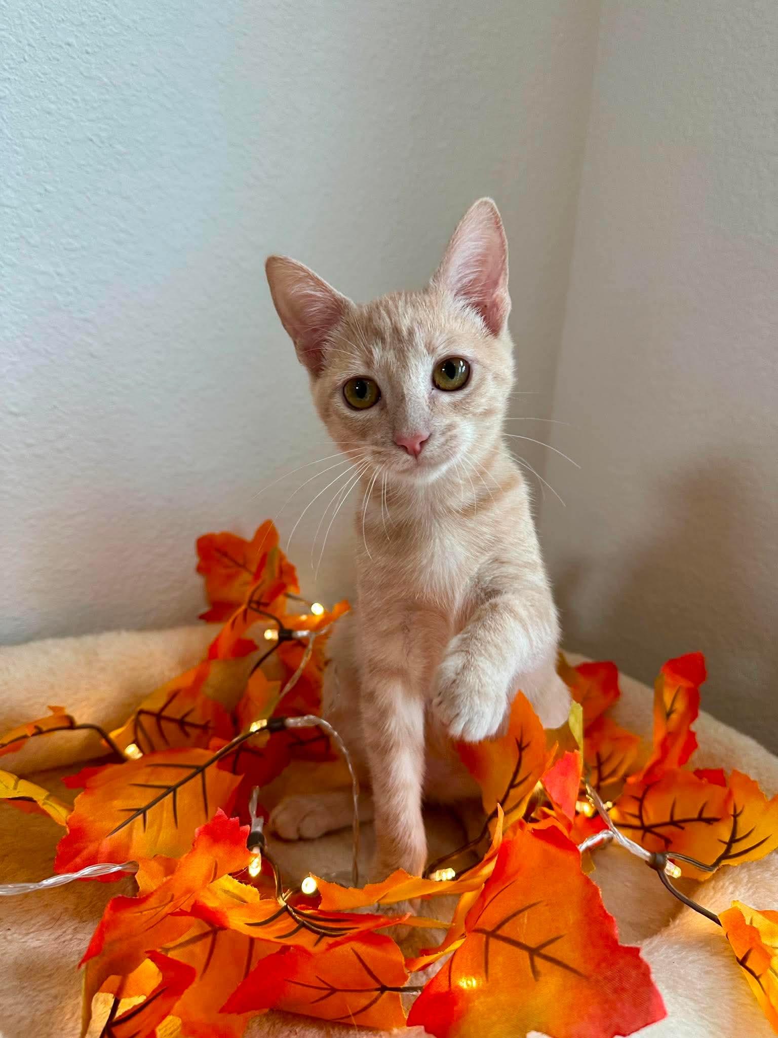 Firecracker - Sweet and affectionate, an adopted Domestic Short Hair in Waukesha, WI image 5/6